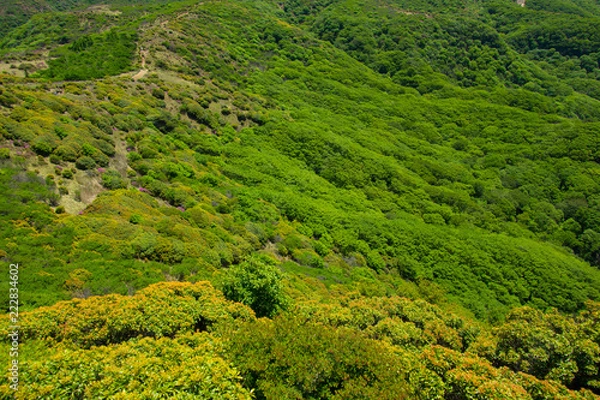 Obraz Japanese Mountain Tree Textures for 3D