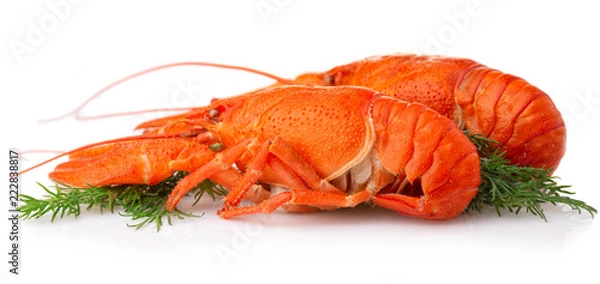 Obraz Boiled crayfish with dill isolated on white background