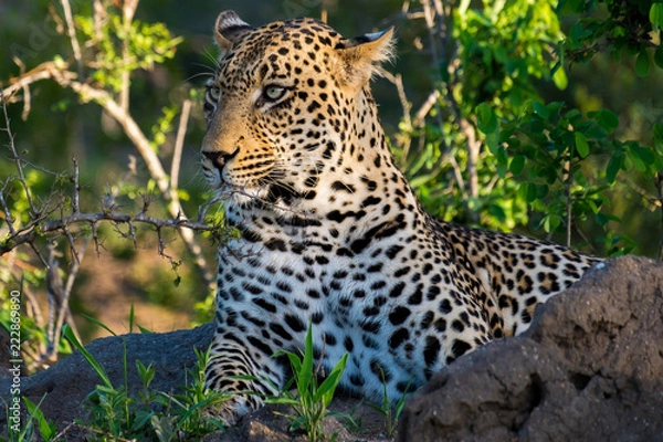 Fototapeta Leopard called Quarantine