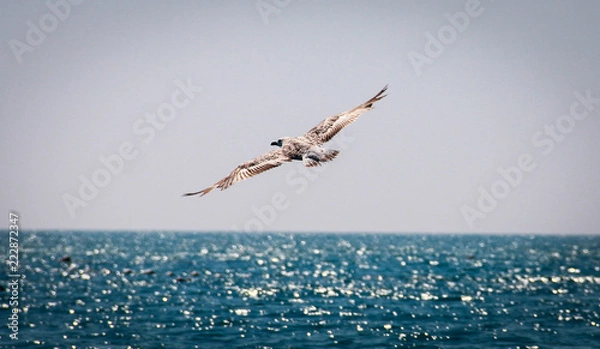Obraz seagull in flight