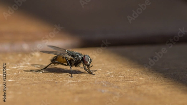 Obraz Stubenfliege II