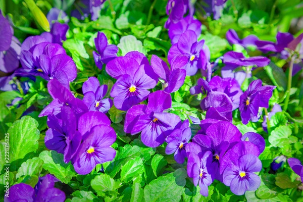 Obraz Pansy flowers