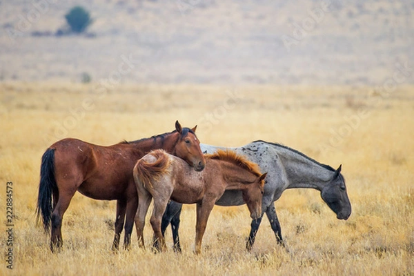 Obraz Wild horses still roam the high desert plains of the West.