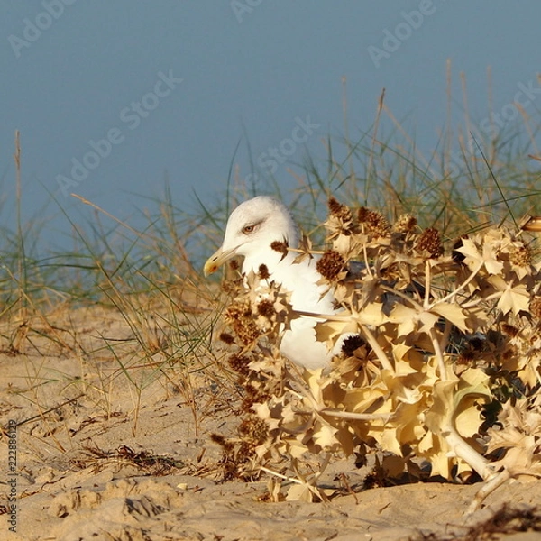 Fototapeta OLYMPUS DIGITAL CAMERA