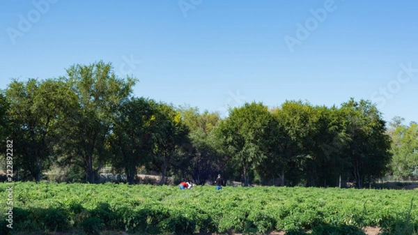 Obraz Picking Green Chiles