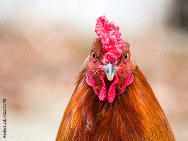 Obraz Funny or humorous close up head portrait of a male chicken or rooster with beautiful orange feathers bright red comb and wattle with a blurred bokeh background.