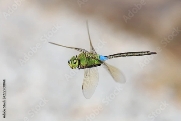 Obraz ギンヤンマ　Lesser Emperor	