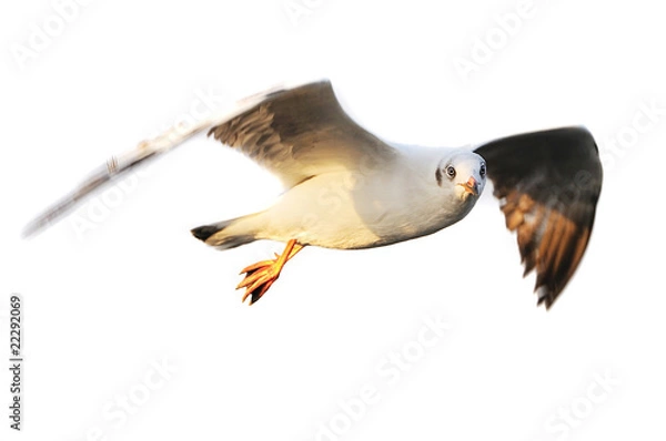 Obraz Flying seagull