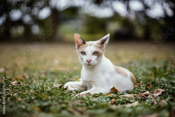 Obraz A cat laying on grass