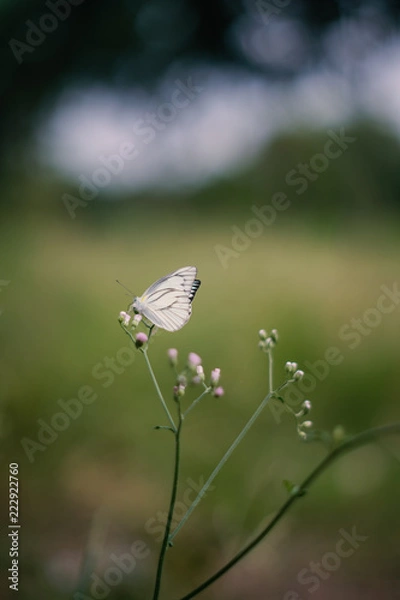 Obraz Butterfly on the flower