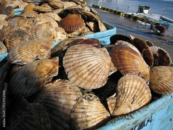 Obraz ホタテの水揚げ