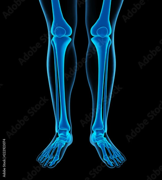 Fototapeta Human Leg Bones Anatomy