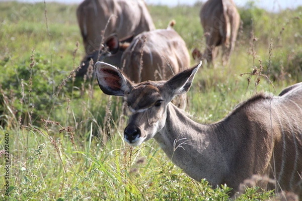 Fototapeta deer african