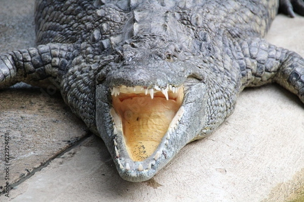 Fototapeta alligator