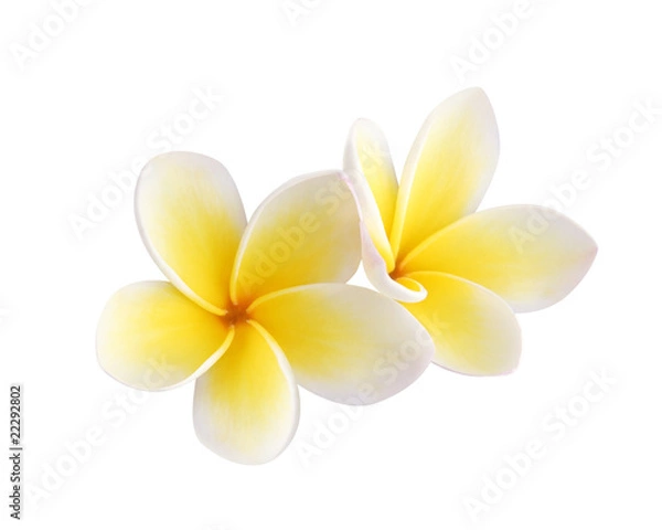 Obraz Two frangipani flowers isolated on white