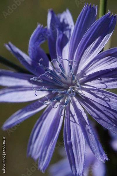 Fototapeta flower, macro
