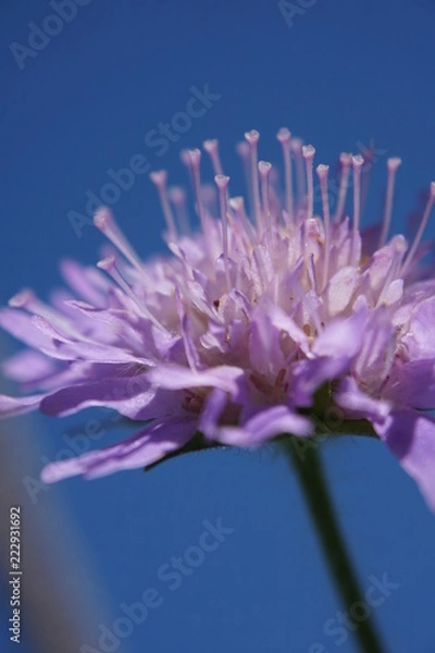 Fototapeta flower, macro