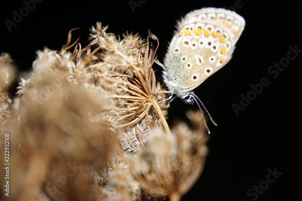 Fototapeta butterfly, macro