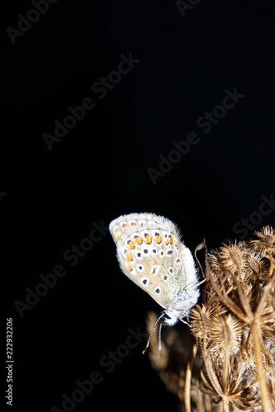Fototapeta butterfly, macro