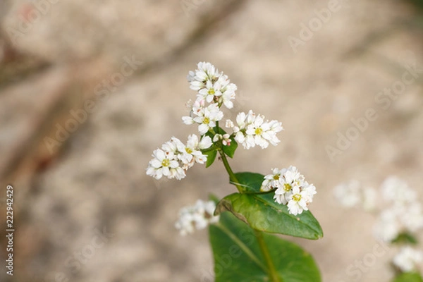 Obraz Fleurs de blé noir