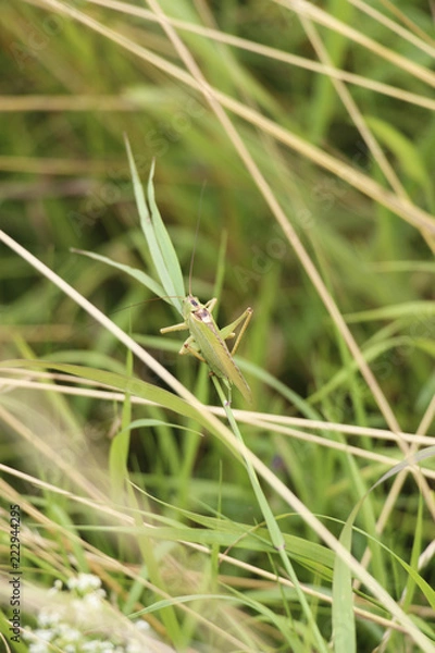 Obraz grasshopper on grass