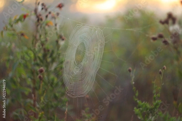 Obraz perfect spiderweb
