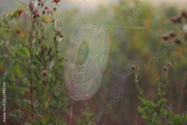 Obraz perfect spiderweb