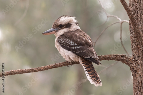 Fototapeta Laughing kookaburra perched on a tree branch in Blackdown Tablelands National Park, Queensland, Australia.