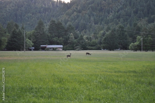Obraz deer in field