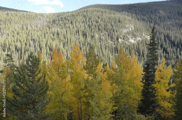 Obraz fall aspens