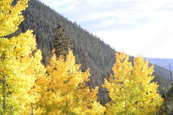 Obraz fall aspens