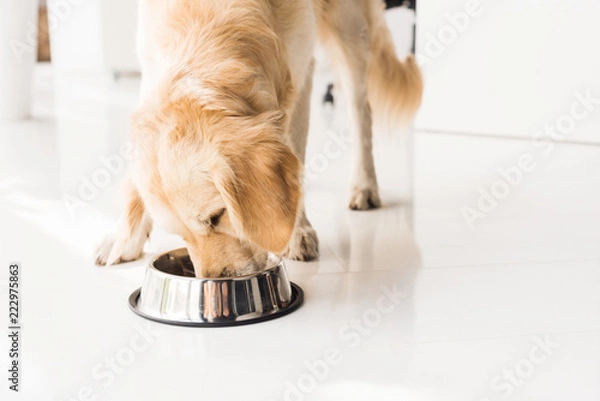 Obraz golden retriever jedzący karmę dla psów z metalowej miski