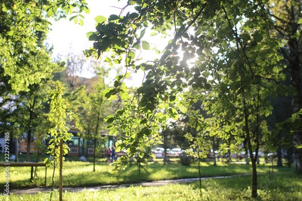 Fototapeta park leaf sun