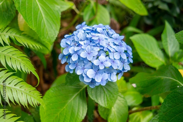 Fototapeta Blue hydrangea