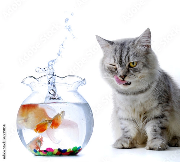 Obraz cat and fish