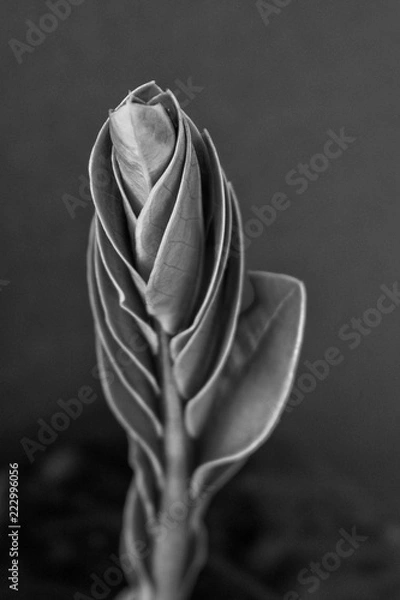 Obraz Leaves in blosson