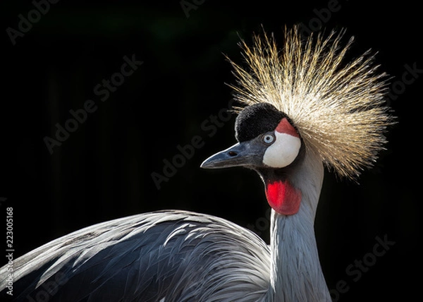 Obraz Grey crowned crane