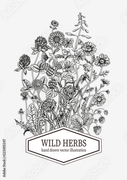 Obraz Wild flowers. Herbal tea. Vector illustration.