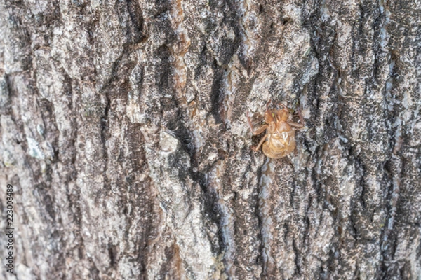 Fototapeta Seasonal Cicada shell attached on tree in nature.