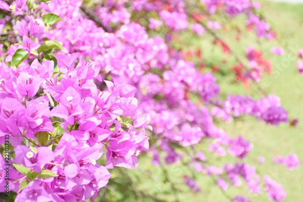 Fototapeta The background is a beautiful flower.