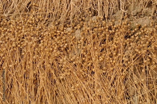 Fototapeta France, linen field in Normandy