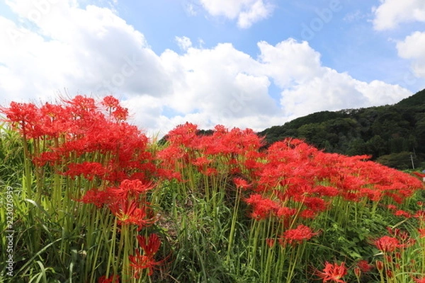 Fototapeta 奈良　彼岸花ロード