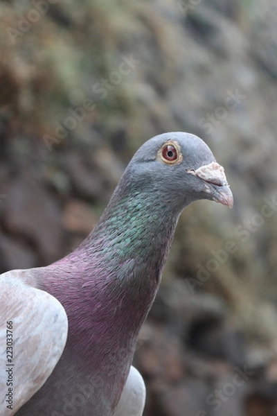 Obraz Dove from Czech Republic, year 2018