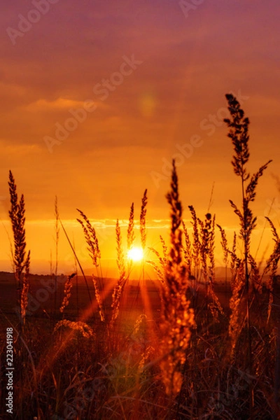 Fototapeta Very beautiful and colorful sunset in the countryside with grass in the foreground