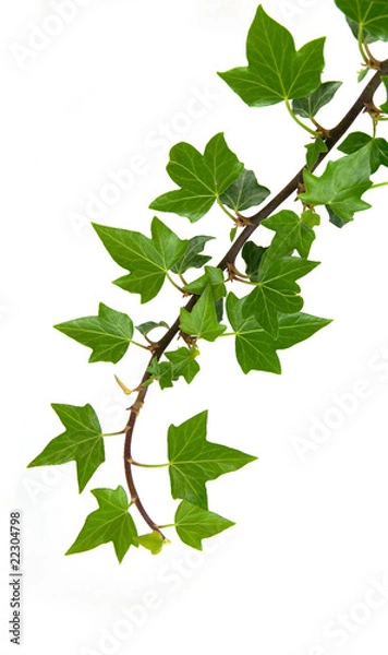 Fototapeta Lierre rampant