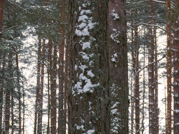 Fototapeta Beautiful winter pine forest