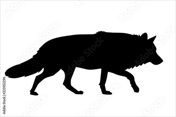 Obraz Wilk Wolf
