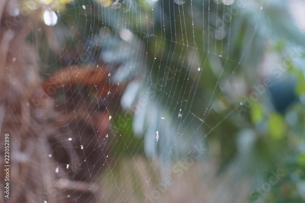 Obraz Паутина