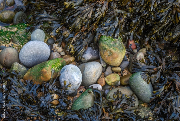 Obraz Pebbles on the beach