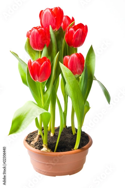 Obraz red tulips